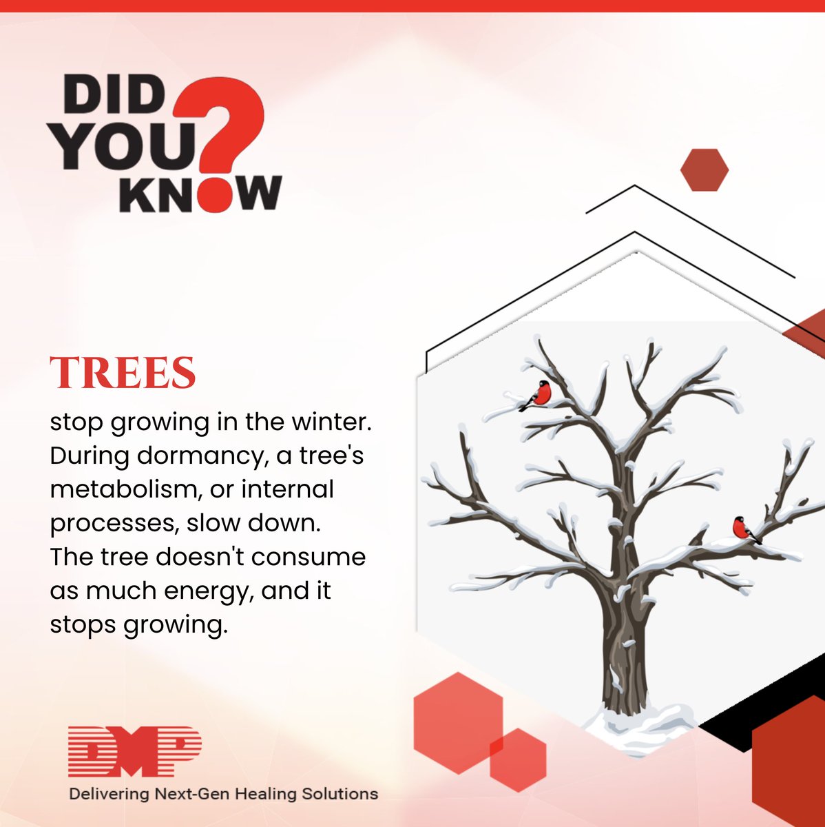 dattmediproduct's tweet image. Ever wonder if trees take a break in the winter? They do! 🌳❄️ 

When temps drop, trees slow down &amp;amp; pause growth to recharge until spring. Nature’s way of giving them rest!

Isn’t it fascinating how trees adapt to the seasons? Share your thoughts! 👇
.
.
#TreeFacts #WinterRest