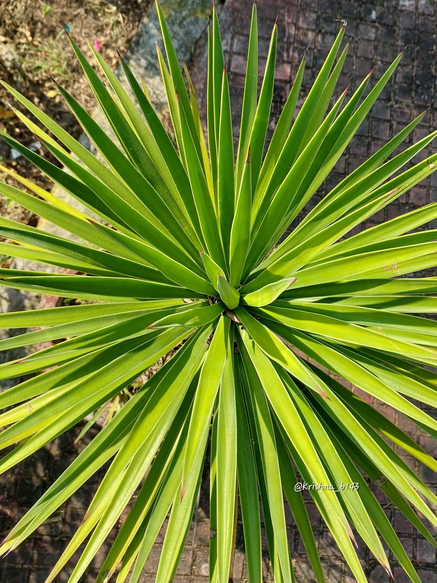 शुभ सकाळ
Absolutely no filter, no edits, no AI..

Good morning 
#माझाक्लिक