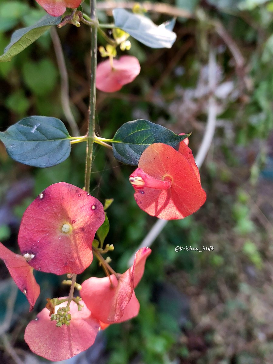 #माझाक्लिक
#Chinese_hat