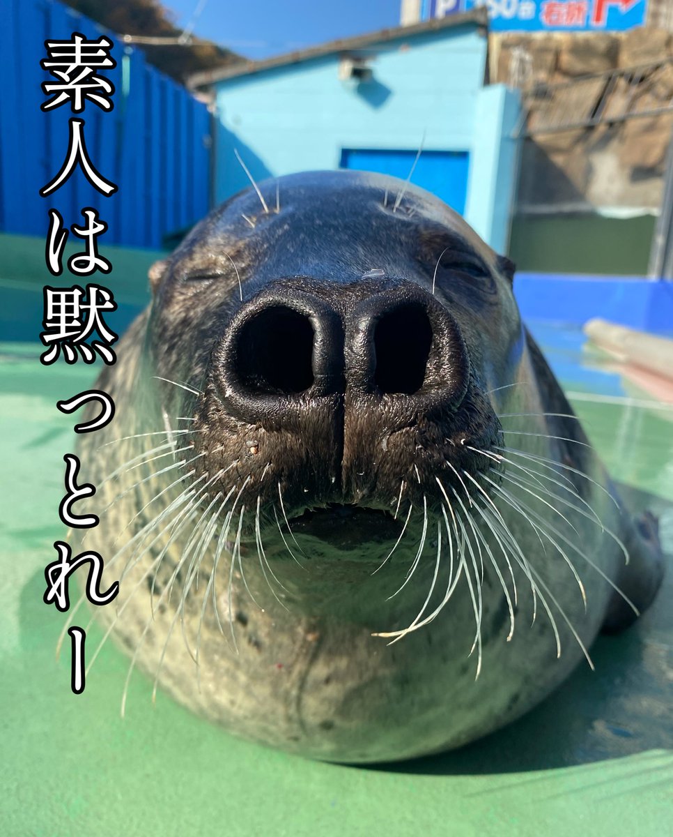 この顔にはついこの文言を足したくなる…😂