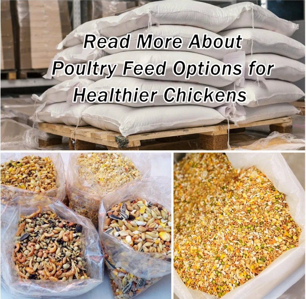 AimePatrickIra1's tweet image. POULTRY FEED OPTIONS GUIDES FOR HEALTHIER CHICKENS. 

Raising healthy, productive chickens starts with one fundamental decision: what you put in their feed. Nutrition is the backbone of successful poultry farming, and understanding the right feed components can make the…