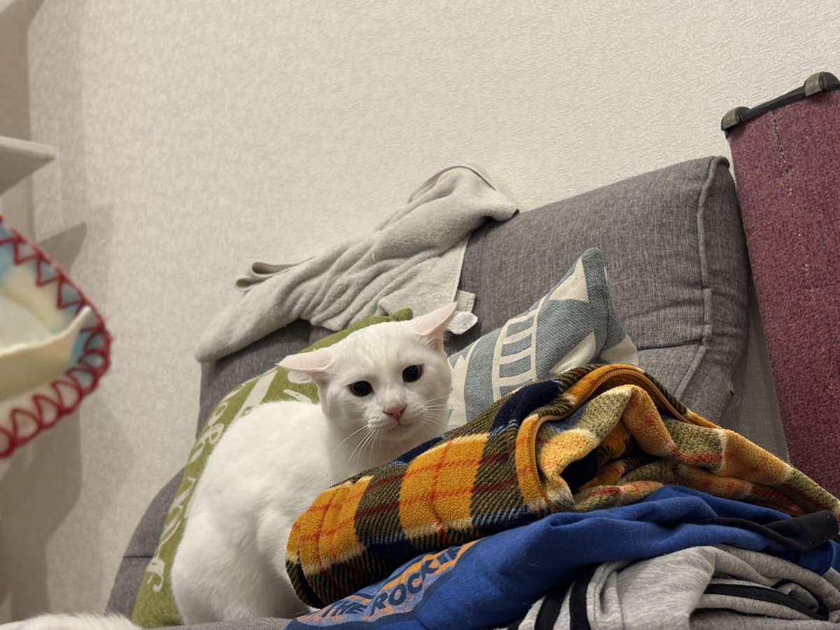 Luna_runa1's tweet image. 今日のイカ耳です

真横に広がった芸術的とも言えるイカ耳を存分にご堪能ください。

#芸術的 
#芸術的なイカ耳 
#毎日が猫の日 
#猫好きさんと繋がりたい𓏲𓎨 
#ねこかわいいね 
#はちわれ 
#ハチワレ猫 
#保護猫 
#拾い猫
#イカ耳
#いか耳
#いか耳猫