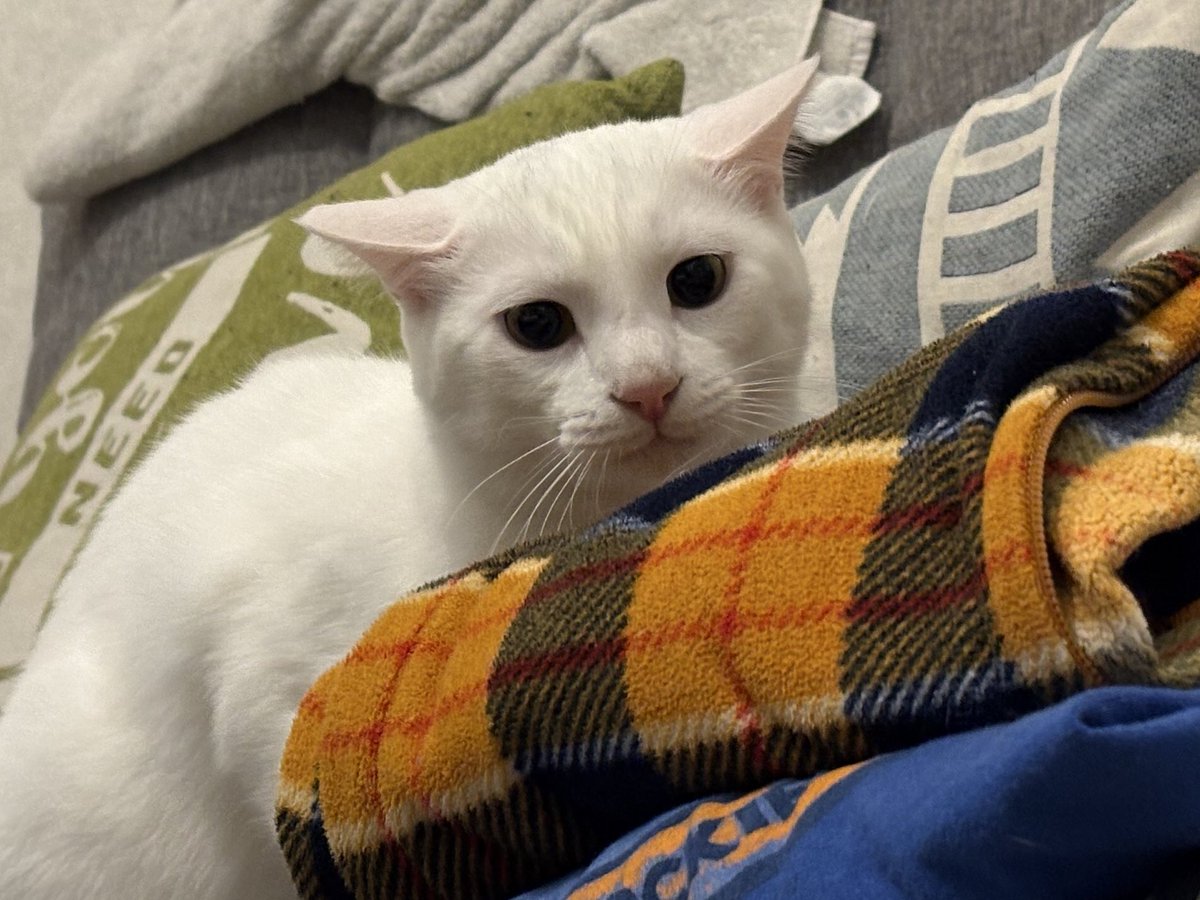 Luna_runa1's tweet image. 今日のイカ耳です

真横に広がった芸術的とも言えるイカ耳を存分にご堪能ください。

#芸術的 
#芸術的なイカ耳 
#毎日が猫の日 
#猫好きさんと繋がりたい𓏲𓎨 
#ねこかわいいね 
#はちわれ 
#ハチワレ猫 
#保護猫 
#拾い猫
#イカ耳
#いか耳
#いか耳猫