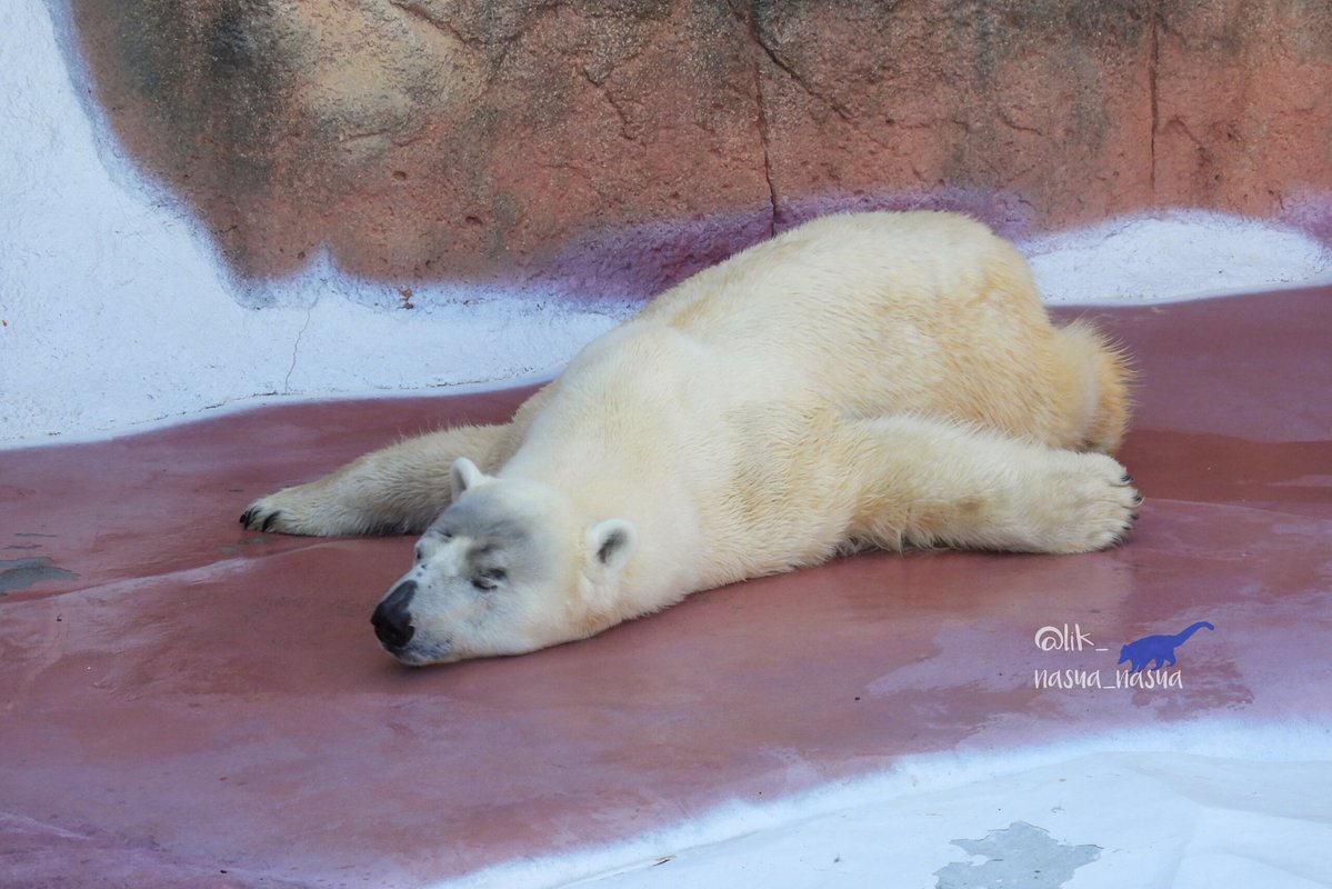 lik_nasua_nasua's tweet image. ライトお誕生日おめでとう✨🐟️🎂🐻‍❄️🥩✨
1年前のお誕生日は平川にいたけど、フォロワーさんのお写真を見て、すっかり円山のライトになったんだねと🥹
きっと、クマ生の中で一番長くなるであろう円山での日々が、健康で幸せで、素晴らしい毎日となりますように🙏
#ホッキョクグマ #ライト♂
#PolarBear