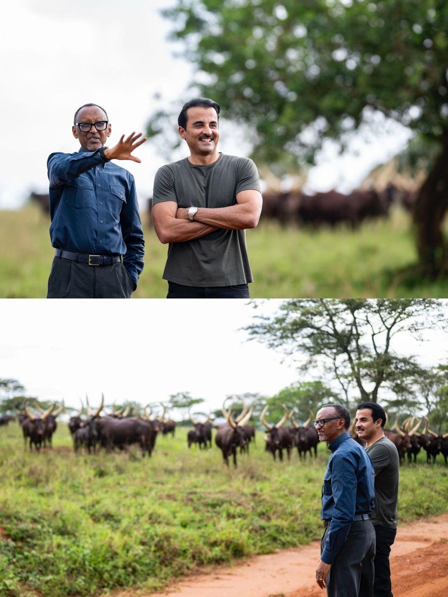 President Paul Kagame of Rwanda 🇷🇼 presented the Emir of Qatar 🇶🇦, Sheikh Tamim bin Hamad Al Thani, with local Inyambo cows during their visit to the presidential farm.

This is a traditional Rwandan gesture symbolizing friendship, mutual respect, and the strong ties between the