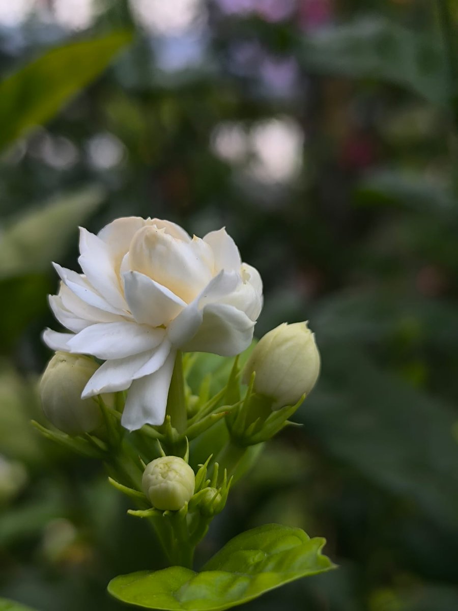 OstrichShri's tweet image. மல்லி😌