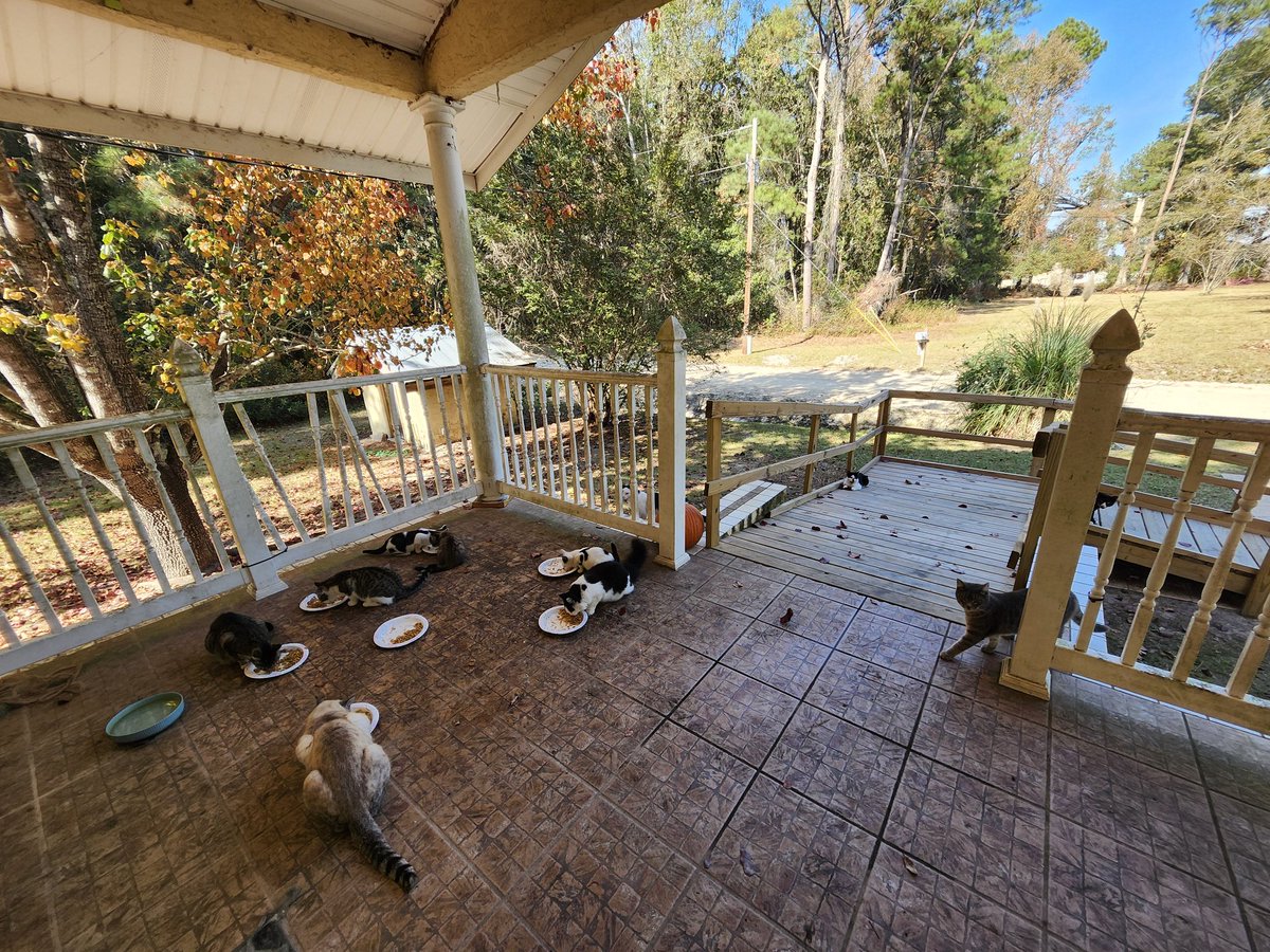 I hate having to keep asking but manager cut my hours &amp; these guys still need food especially the babies &amp; mamas. I'm getting no help with food or TNR nothing. It seems like an uphill battle but gotta do what I can for them. Please help if youre able or RT amazon.com/hz/wishlist/ls…