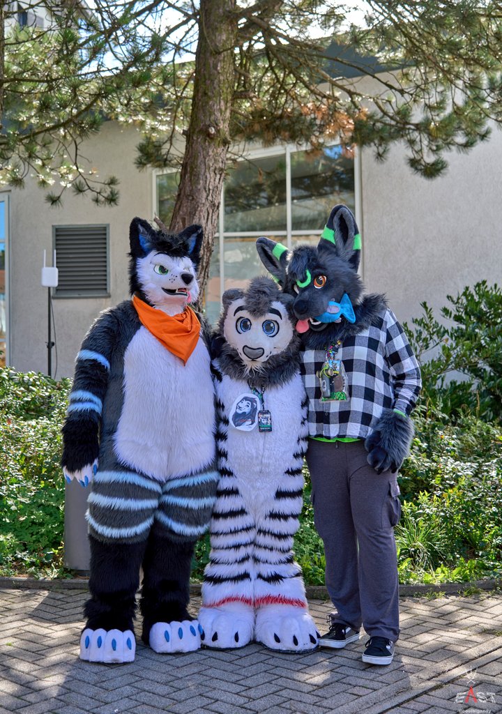 Cuddle With two cuti on the east. ❤️

🐺 <a href="/TushkyWolf/">Tushky</a>
🦁 <a href="/WhhiteLionn/">WhiteLion.</a> 
🐺instagram.com/satorufen

📷 <a href="/coolbigandy/">AndyMan! / Jiroooooo 📯</a>

🪡<a href="/CeeGeeFursuit/">Stracia 🐾🔜Eurofurence 29</a>: WhiteLion 

Happy #FursuitFriday 😄 for everyone. 🥰