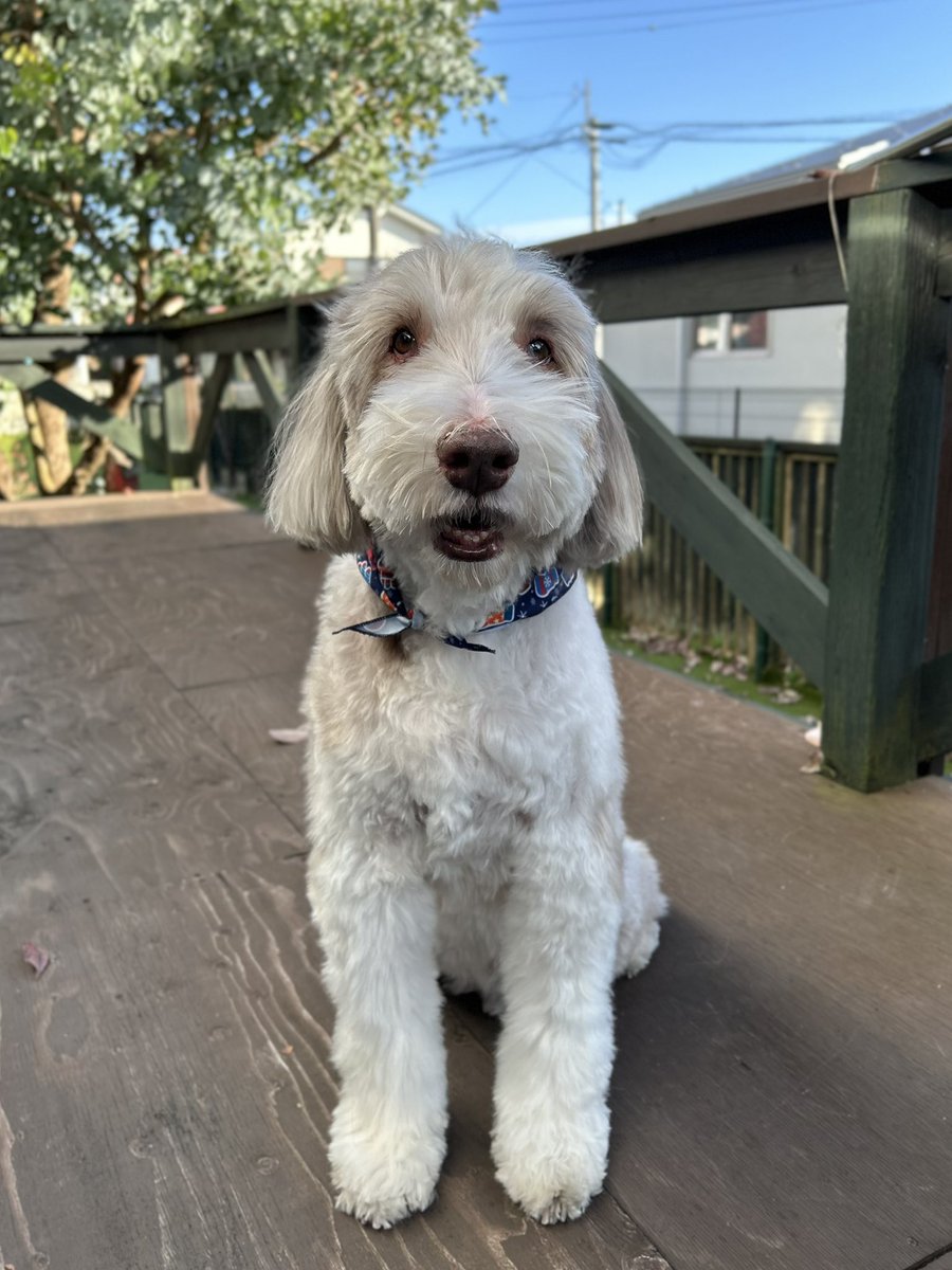 giantrogo's tweet image. 美容室にいってきました。