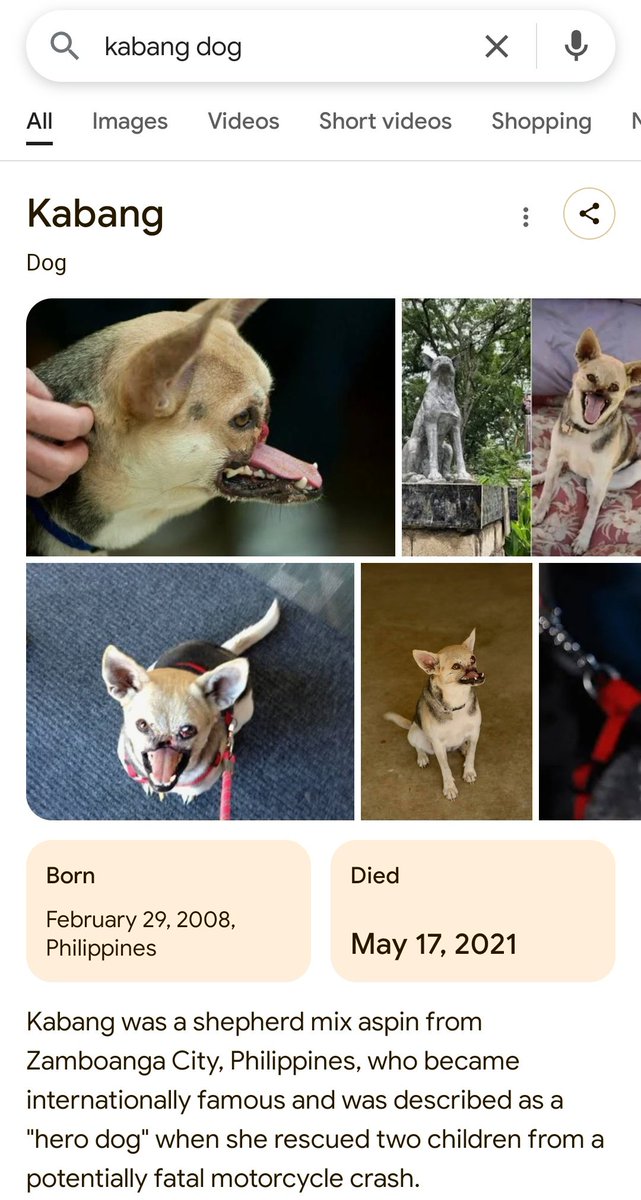 영웅견 Kabang에 대한 구글 검색 결과 스크린샷