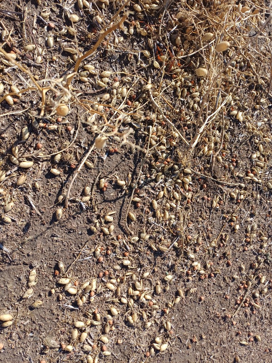 This #agday #agdayau I am pondering the thing line between food security and hunger.

Its sometimes a very fast line. 2 weeks of storms and there's about 12-14 million less tubs of hummus gonna be on shelves from us....