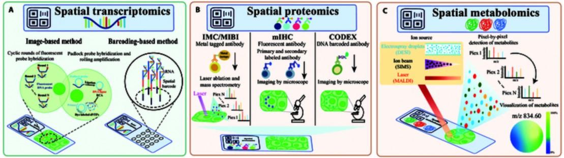 MetwareGlobal's tweet image. Choosing a spatial omics platform is not just about pretty images. 🧬
This blog breaks down spatial transcriptomics, proteomics and metabolomics technologies, from spatial barcoding to MSI, so you can match methods to your research question.
👉 Read more: metwarebio.com/spatial-omics-…