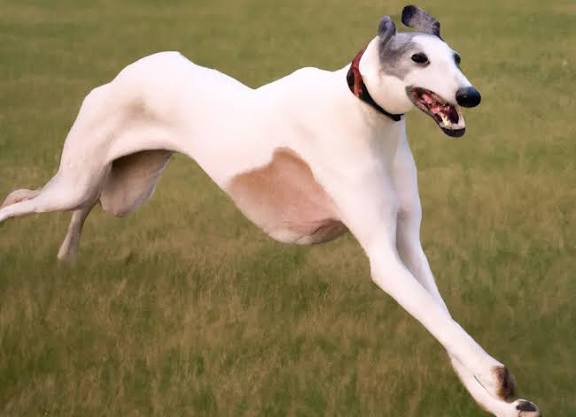 RealBuzzNow's tweet image. 🐕⚡ Greyhound = Speed + Elegance!
One of the fastest dog breeds in the world, capable of running up to 70 km/h!
Slim body, gentle nature, and incredible speed—truly a natural athlete 🏃‍♂️💨

Learn more 👇
🔗 shorturl.at/w6DEP

#Greyhound #Dogs #Pets #Speed #Animals