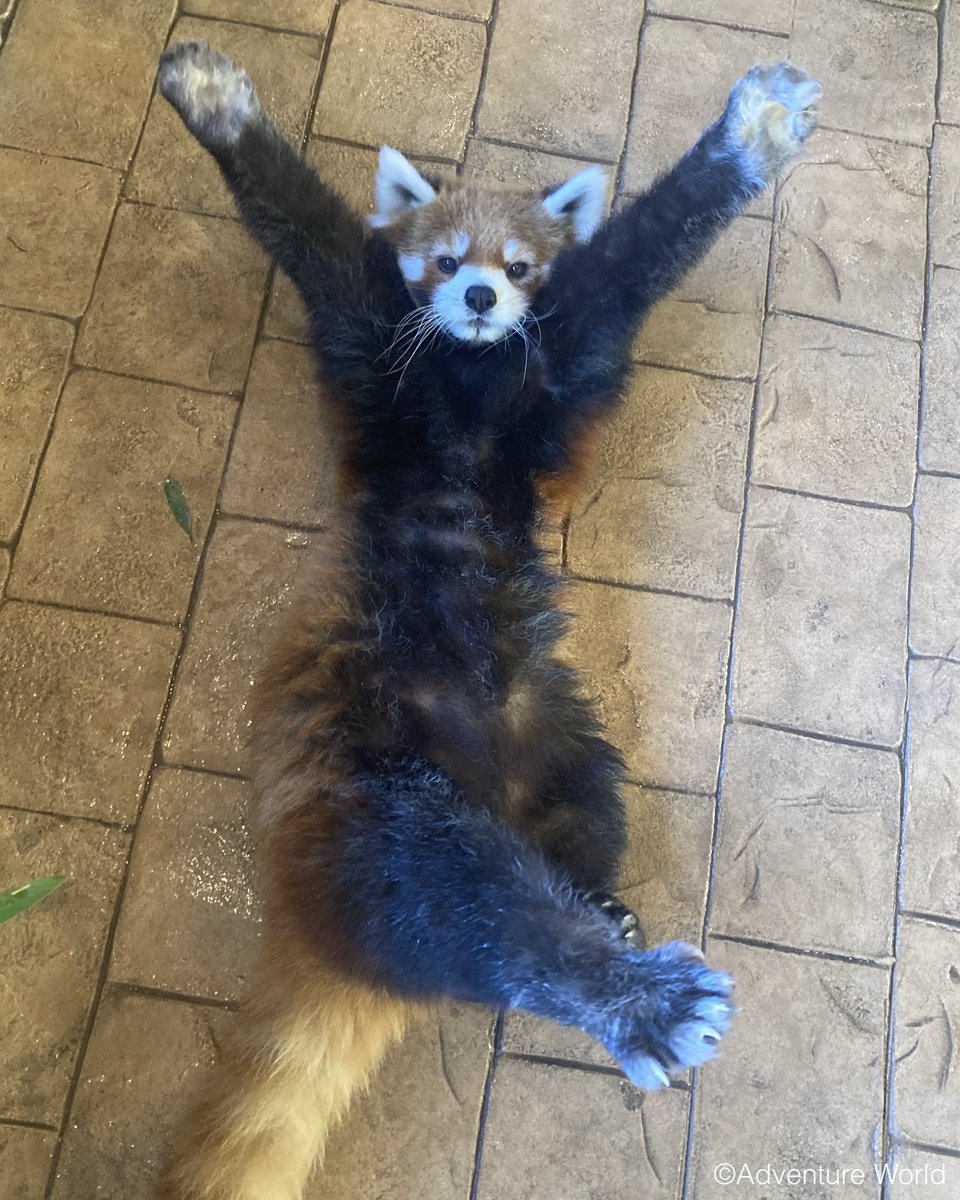 aws_official's tweet image. のびっ！