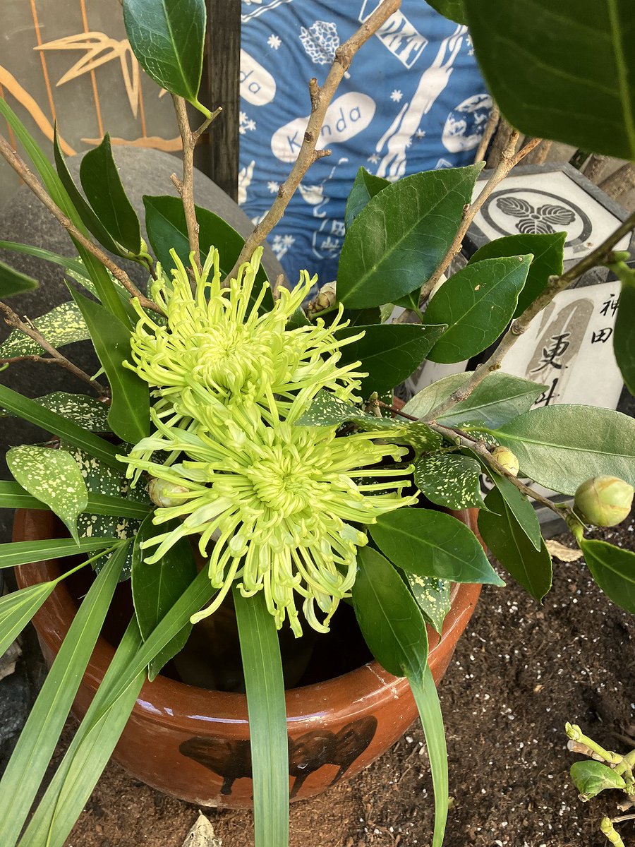 久しぶりに神田錦町更科 <a href="/kandasarashina/">神田錦町更科</a> さんへ。トマトぶた汁せいろ、とても美味しくいただきました。お店の軒先に活けられたアナスタシア（かな？）に、目を惹かれました。女将さん、お声がけ、ありがとうございました。(^^)