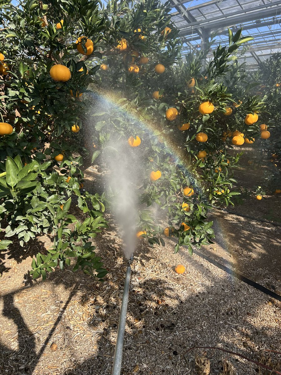 先日にせとかの園地巡回にて　ハダニに指摘をされました。
天気も良く　今回は　サンテを被せる前にハダニの追加防除‼️