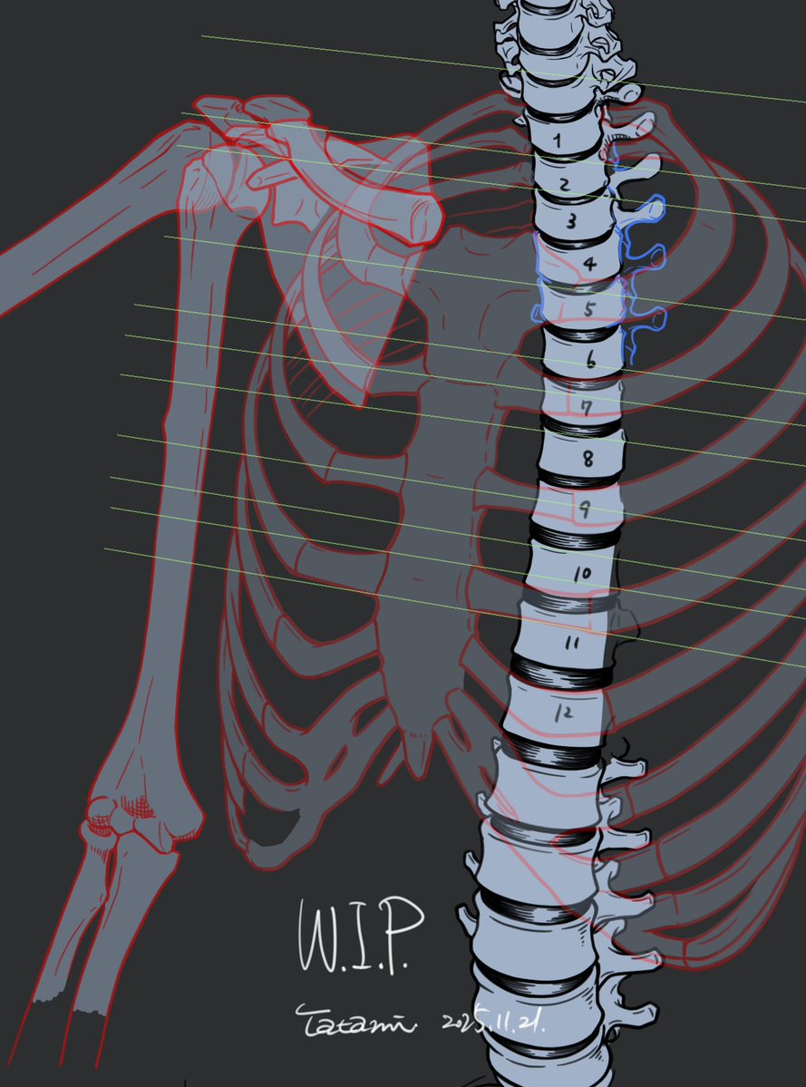 tatami_loop's tweet image. また性懲りも無く骨格を描いています。脊椎。
冬コミの新刊、どんな内容がいいだろうか。前は下肢だったので今度は上肢かなと考えていたのですが、腕メインだと雄々しくなってしまいそうで悩ましい。