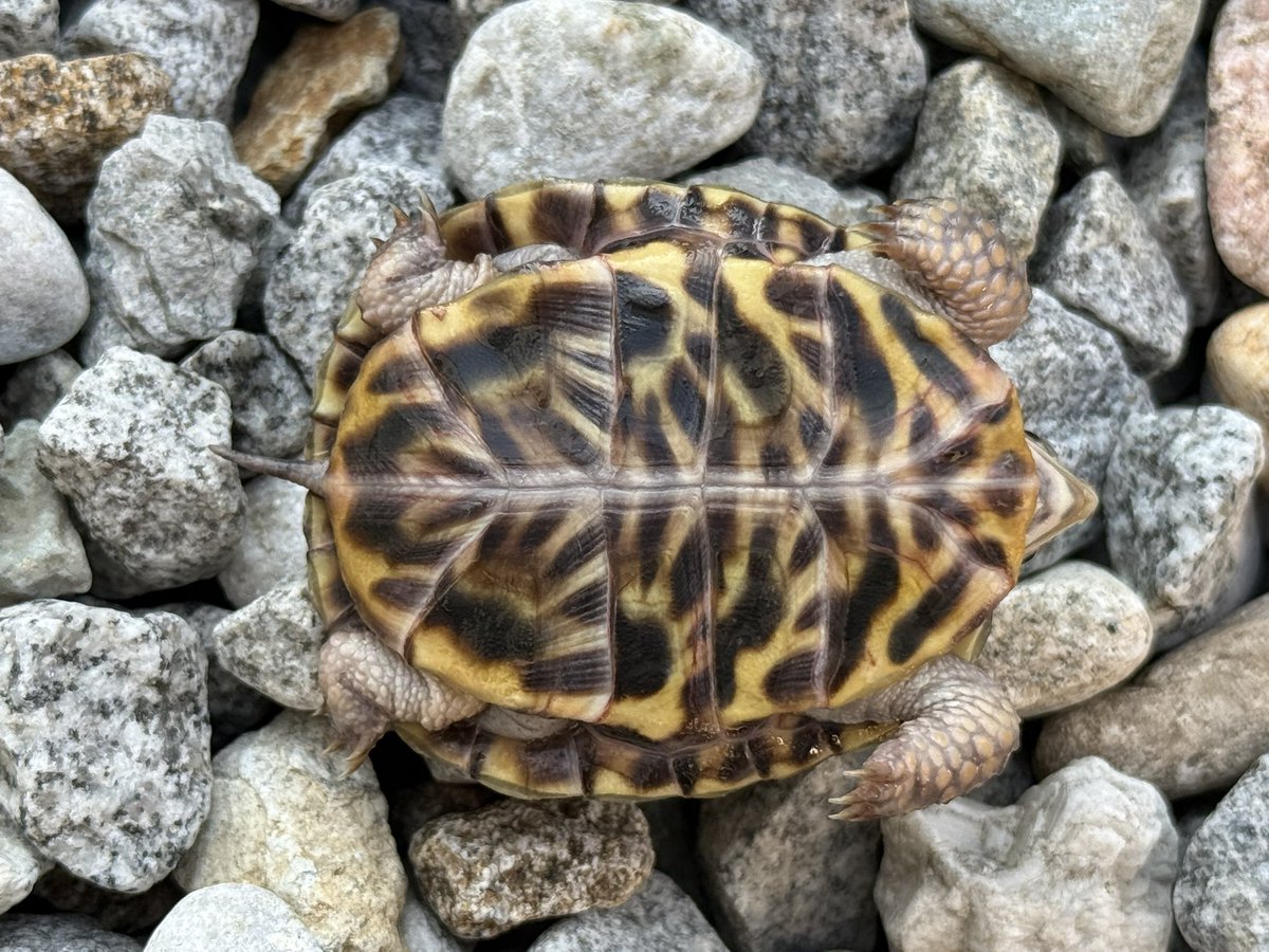 ミナミニシキハコガメ 両親と2025CB TSDメス 完品 甲長54mm 多甲 甲長