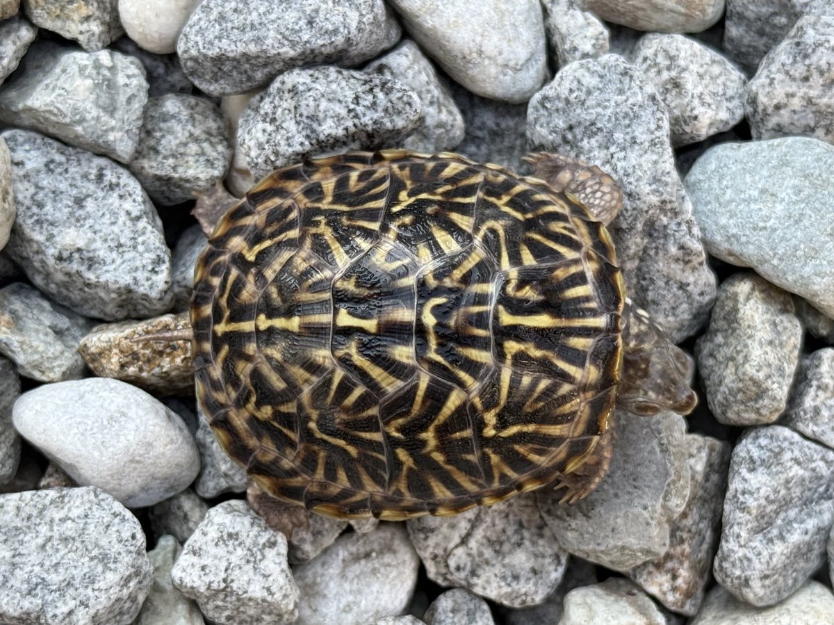 ミナミニシキハコガメ 両親と2025CB TSDメス 完品 甲長54mm 多甲 甲長