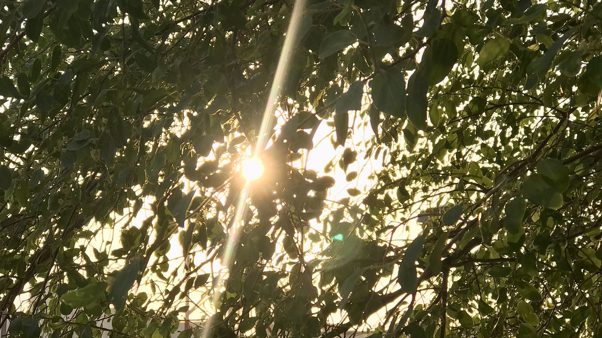 justanothearea's tweet image. «وماذا قد يَضيرُ الشمسَ إن هم أغلقوا الشُبَّاك؟»