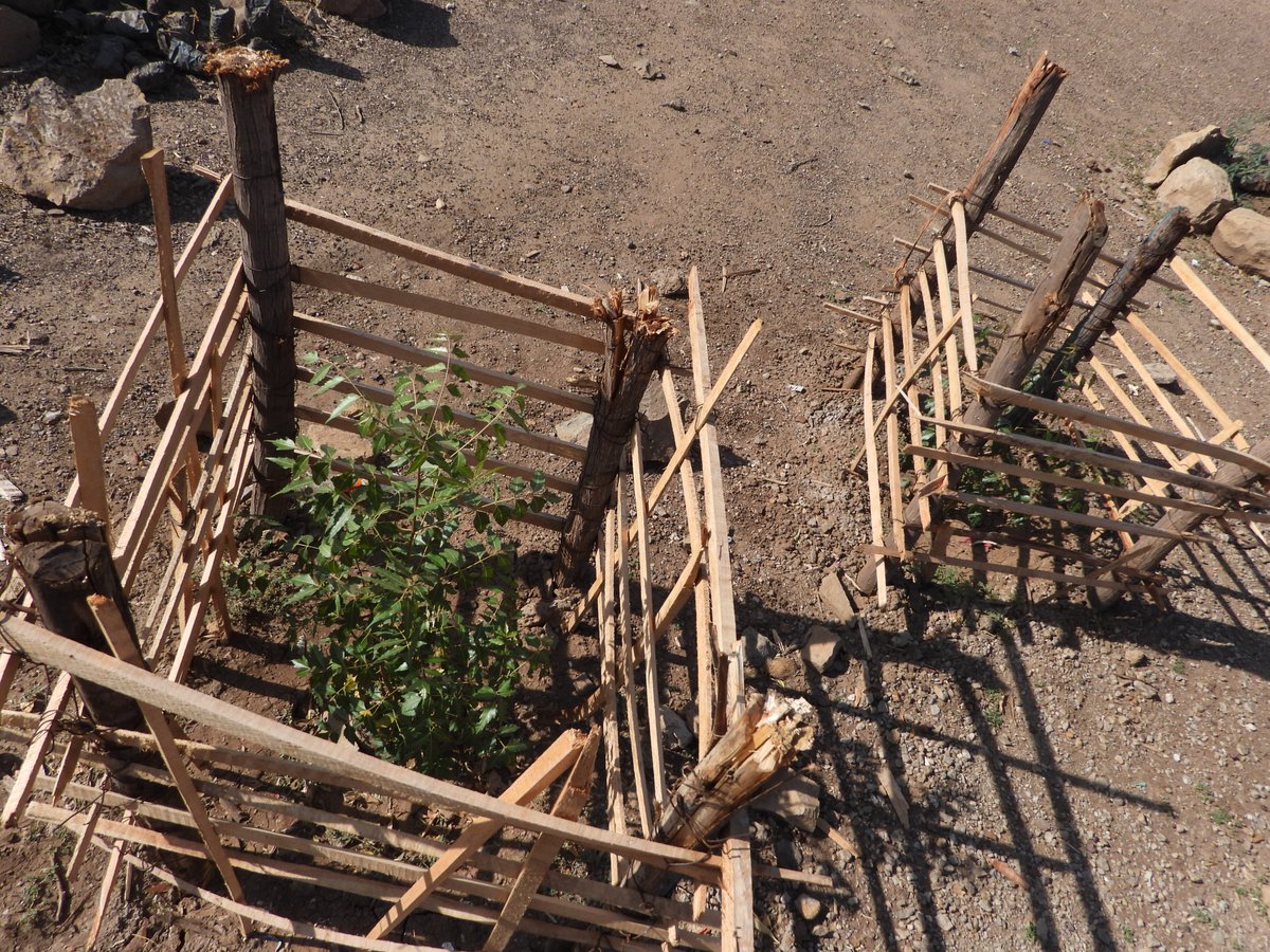 Pastoralist communities rely on livestock, yet tree planting is vital for restoring our landscapes. Young trees often get eaten, so communities are using fencing to protect them. A true act of coexistence, supporting livelihoods and a greener future. 
#ClimateAction #treeplanting