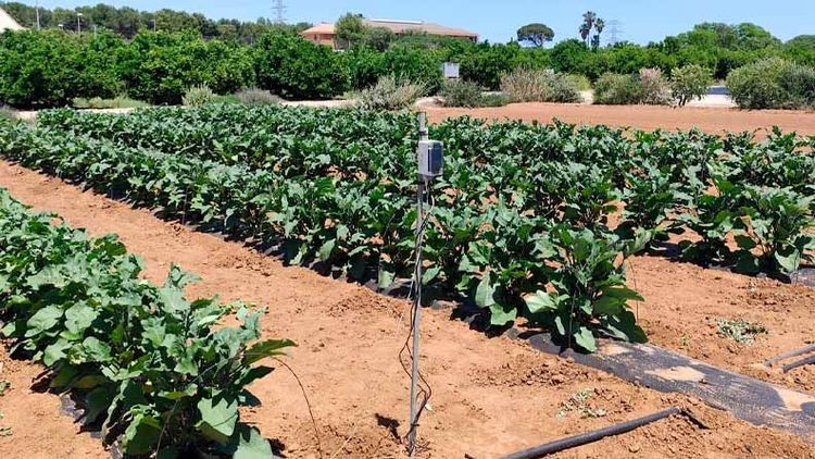 brioagr's tweet image. BrioAgro demuestra el aumento de producción de berenjena en una triple comparativa brioagro.com/es/brioagro-de… #AgTech #Agro #agricultores