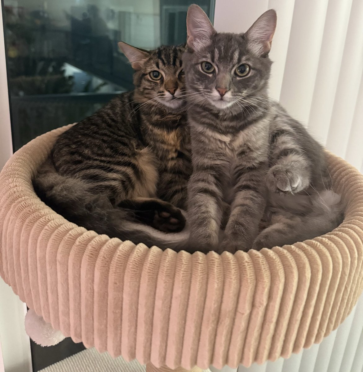 My 🐱 babies