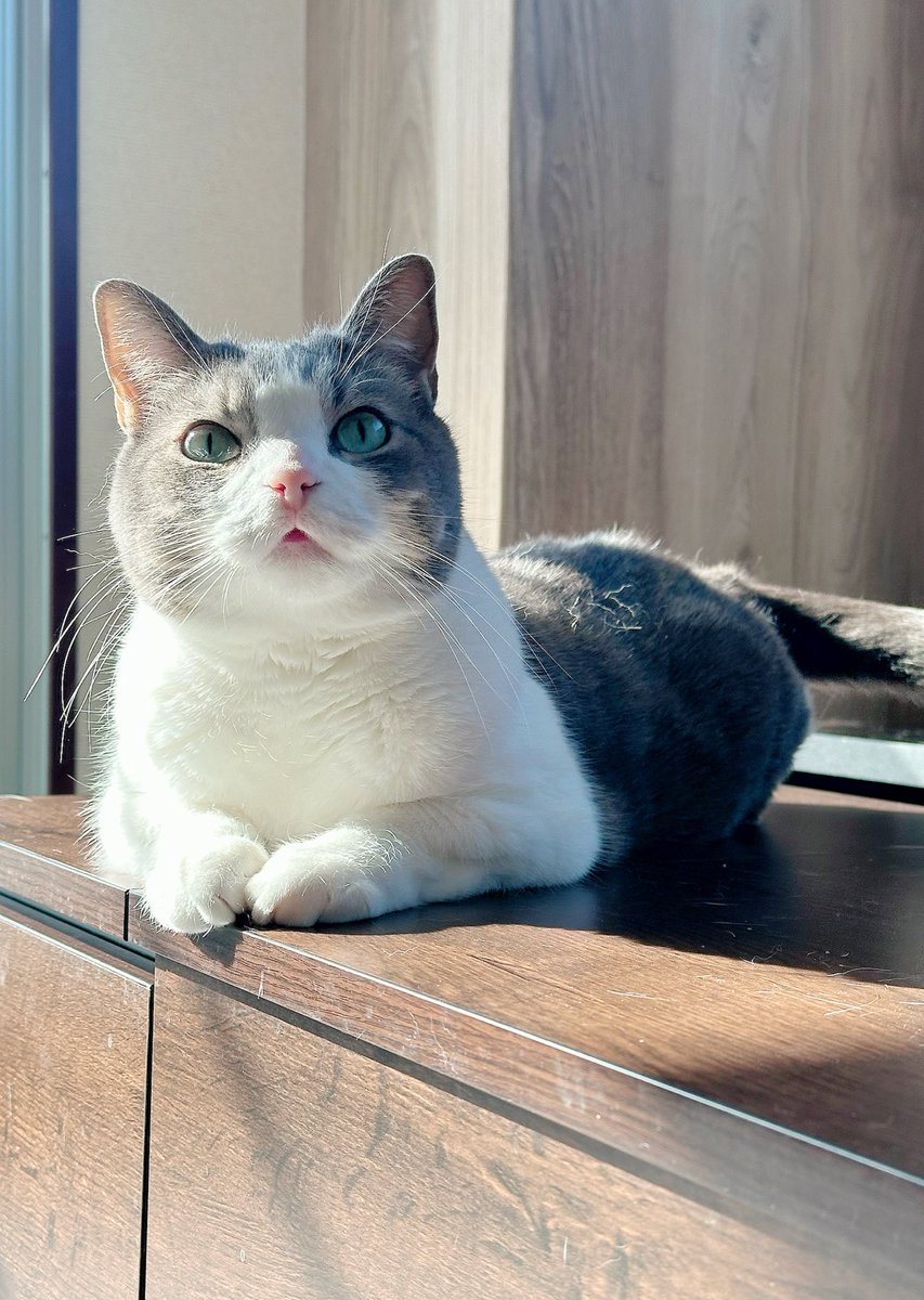 nekochaniru's tweet photo. ほかほかのぷくちゃん🥺💕 https://t.co/weYfrckJj3