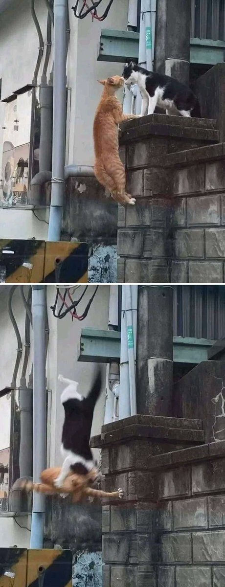 Romeow, I'm falling in love with you 😻