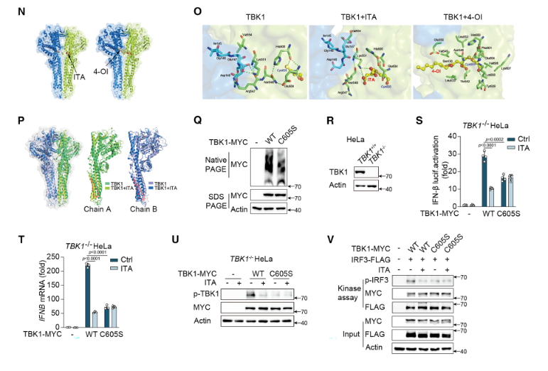 ubigene's tweet image. 🔬 Dive into gene function in cancer using HeLa knockout cell lines made by Ubigene’s CRISPR-U™ tech — clean KO, validated clones, ready for your assays.
👉 Details: ubigene.us/application/he…
#KnockoutCells #CRISPR #HeLa #GeneEditing #Cancer
