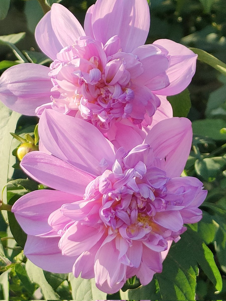 NAO様 皇帝ダリア白一重×7ポット NAO様 皇帝ダリア白一重×7ポット ポット苗から皇帝ダリアを・・・｜