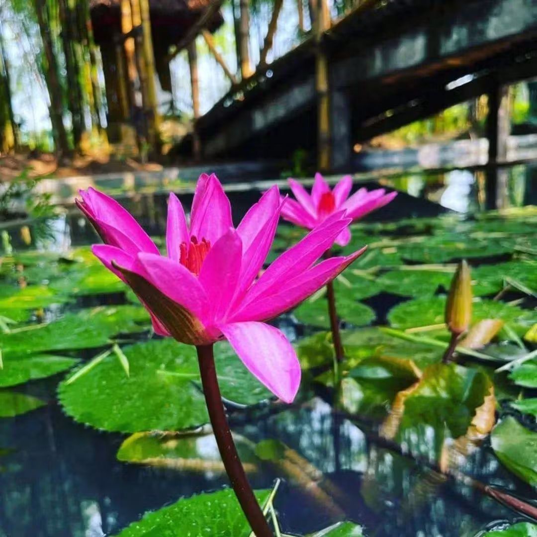 Bashgram bamboo village , Tripura 💗