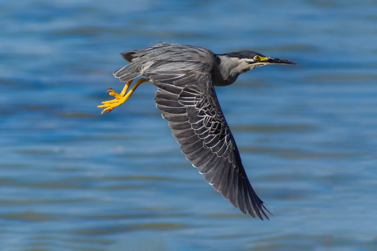 rahul_rajguru's tweet image. Striated Heron in flight
