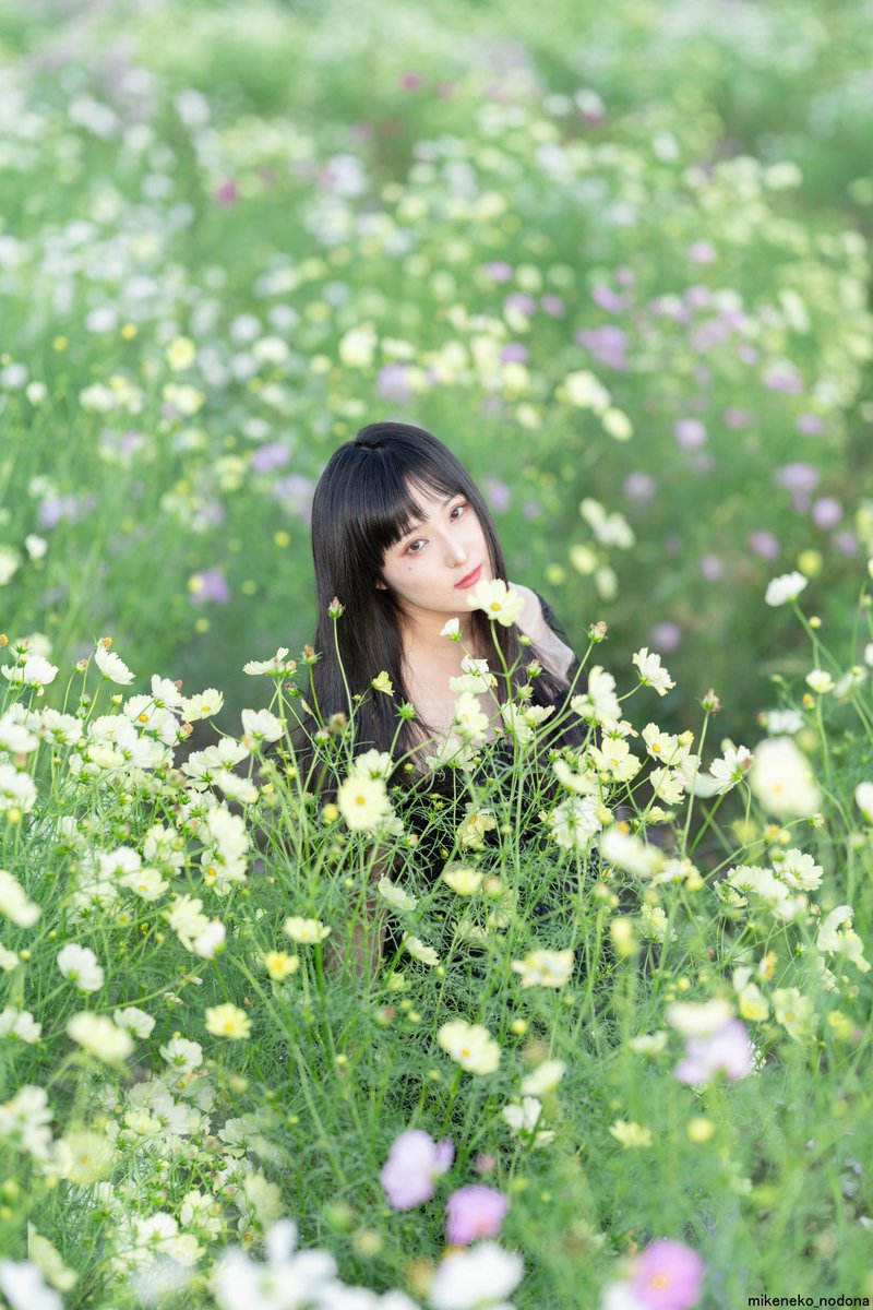 「秋桜」portrait