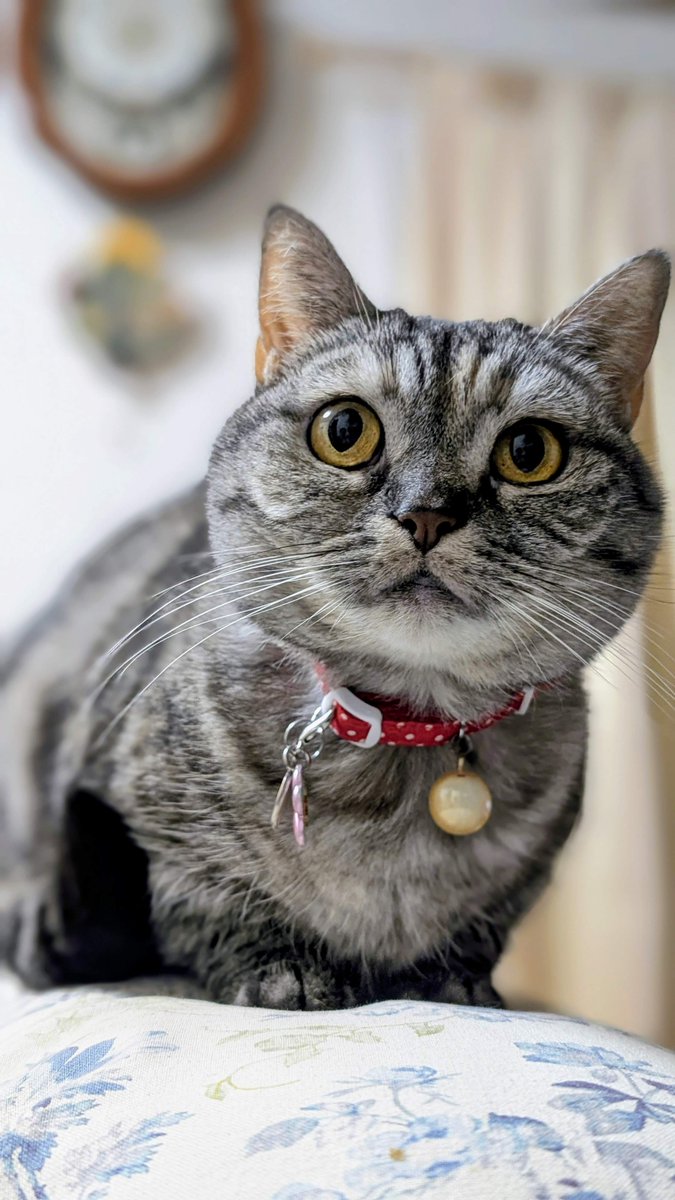 ねこさん⚡(ΦωΦ) (@catnap707) / Posts / X