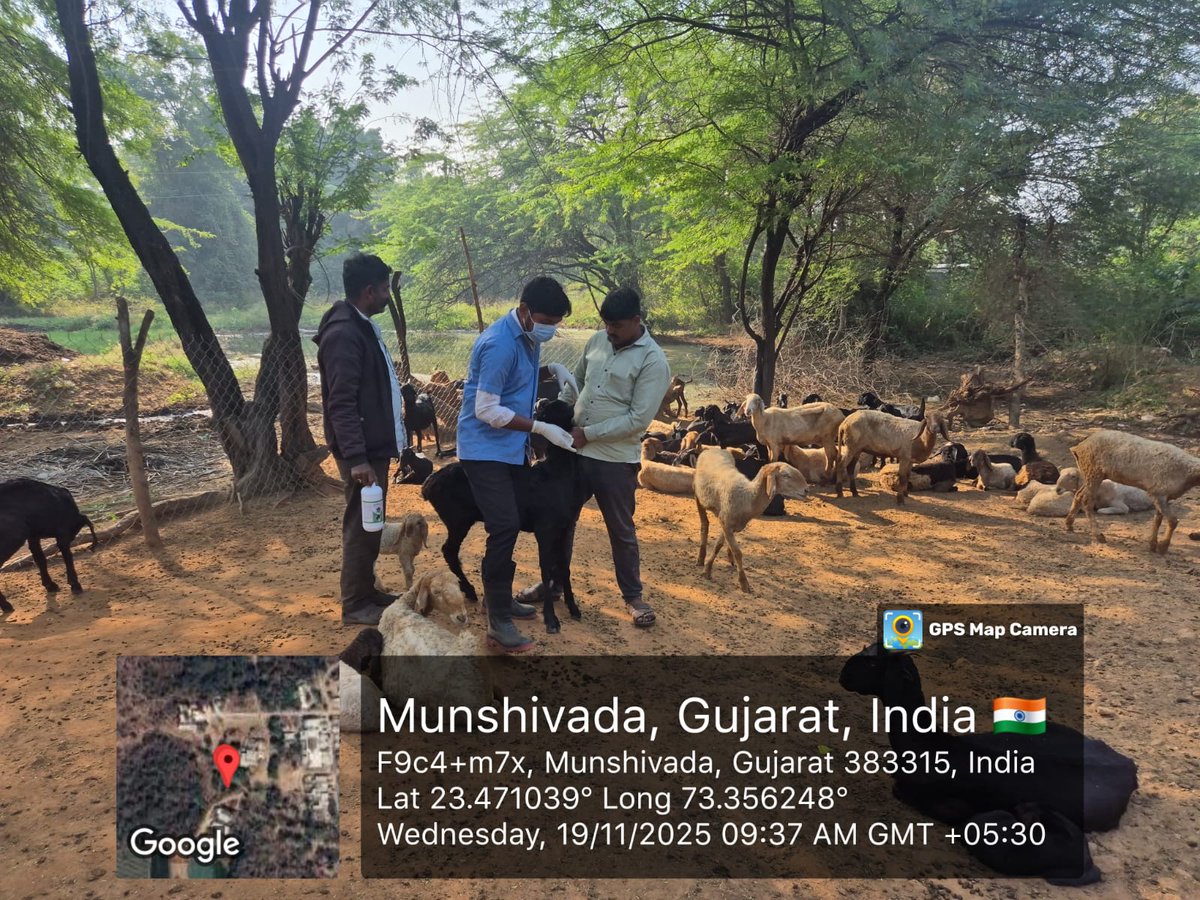 vdmodasa's tweet photo. મુન્શીવાડા  ગામે  ઘેટાં બકરા માં કૃમિનાશક દવા પીવડાવાનું પશુ દવાખાના મોડાસા દ્વારા  આયોજન કરવામાં આવ��યું . https://t.co/Q9npxCL0qY