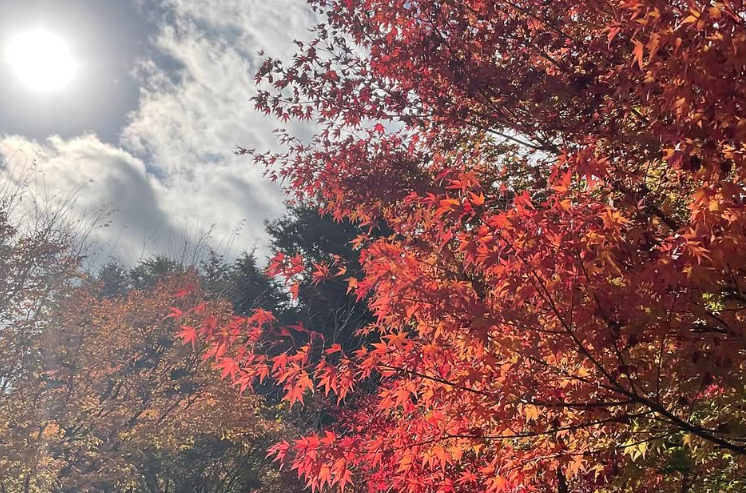 minamiguchi_ph's tweet photo. 明神ヶ岳へ紅葉を見に行ってきました🍁

毎年20km歩きますが、今年は熊🐻が気になり緊張感のある山歩きに…。

来年は海沿いコースに変えるかも。
安全に山を楽しめるよう熊対策も考えていきます☺️
#みなみぐち薬局 #小田原市 #熊対策 #明神ヶ岳 #ツキノワグマ https://t.co/gRZ4zoFQOY