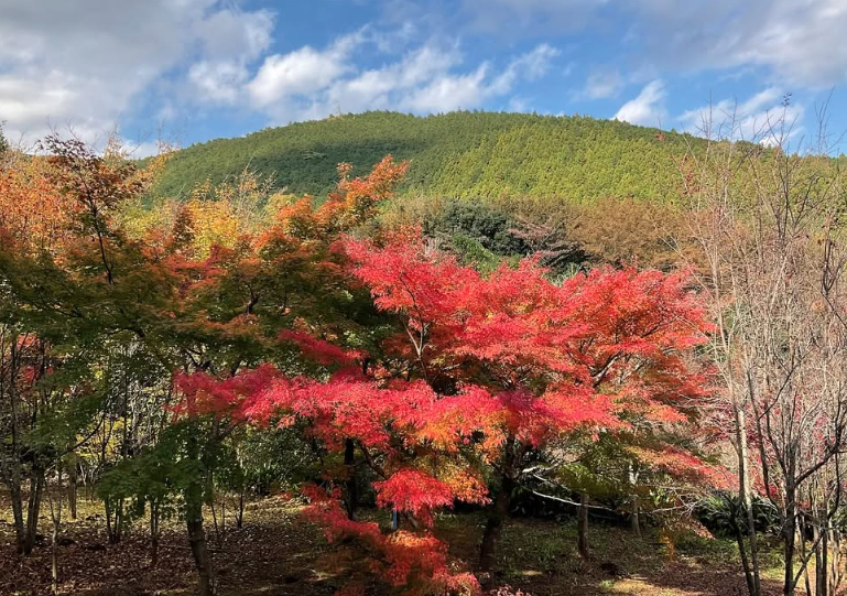 minamiguchi_ph's tweet photo. 明神ヶ岳へ紅葉を見に行ってきました🍁

毎年20km歩きますが、今年は熊🐻が気になり緊張感のある山歩きに…。

来年は海沿いコースに変えるかも。
安全に山を楽しめるよう熊対策も考えていきます☺️
#みなみぐち薬局 #小田原市 #熊対策 #明神ヶ岳 #ツキノワグマ https://t.co/gRZ4zoFQOY