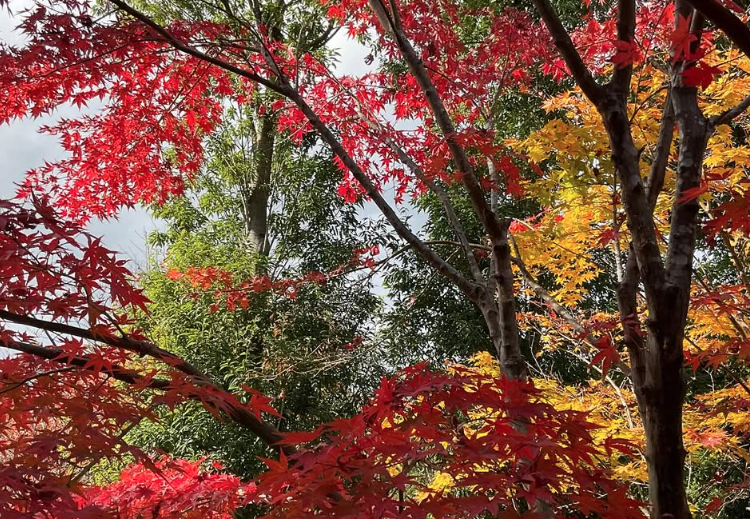 minamiguchi_ph's tweet photo. 明神ヶ岳へ紅葉を見に行ってきました🍁

毎年20km歩きますが、今年は熊🐻が気になり緊張感のある山歩きに…。

来年は海沿いコースに変えるかも。
安全に山を楽しめるよう熊対策も考えていきます☺️
#みなみぐち薬局 #小田原市 #熊対策 #明神ヶ岳 #ツキノワグマ https://t.co/gRZ4zoFQOY