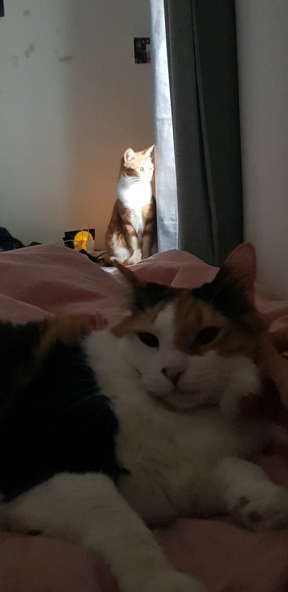 laindalena's tweet photo. My 2 baby girls ❤ https://t.co/5nPEWfhIR2