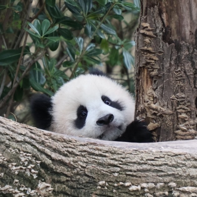 パンダ様ご確認ページ パンダ