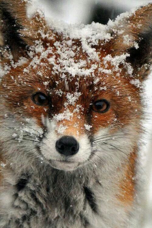 foxcoffeemetz's tweet image. #FOXNEWS ● Vendredi #Foxy 🤩 
.
.
[ #FoxCoffee - #FoxLab - #FoxTruck - #FoxRoom ]