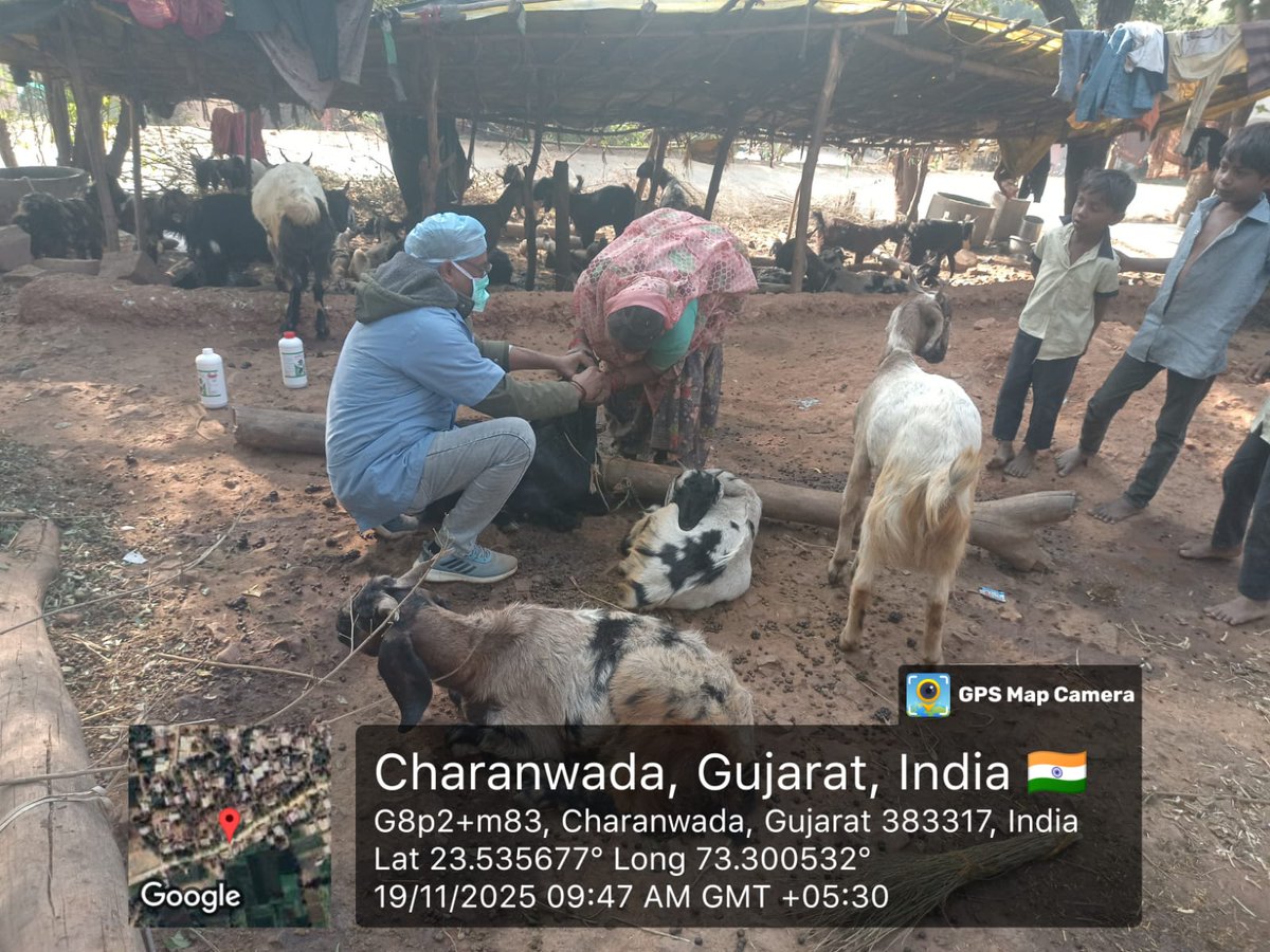 vdmodasa's tweet photo. બાજકોટ,બામણવાડ,ચારણવાડ  ગામે  ઘેટાં બકરા માં કૃમિનાશક દવા પીવડાવાનું પશુ દવાખાના મોડાસા દ્વારા  આયોજન કરવામાં આવ્યું . https://t.co/Xme4hqQQXT