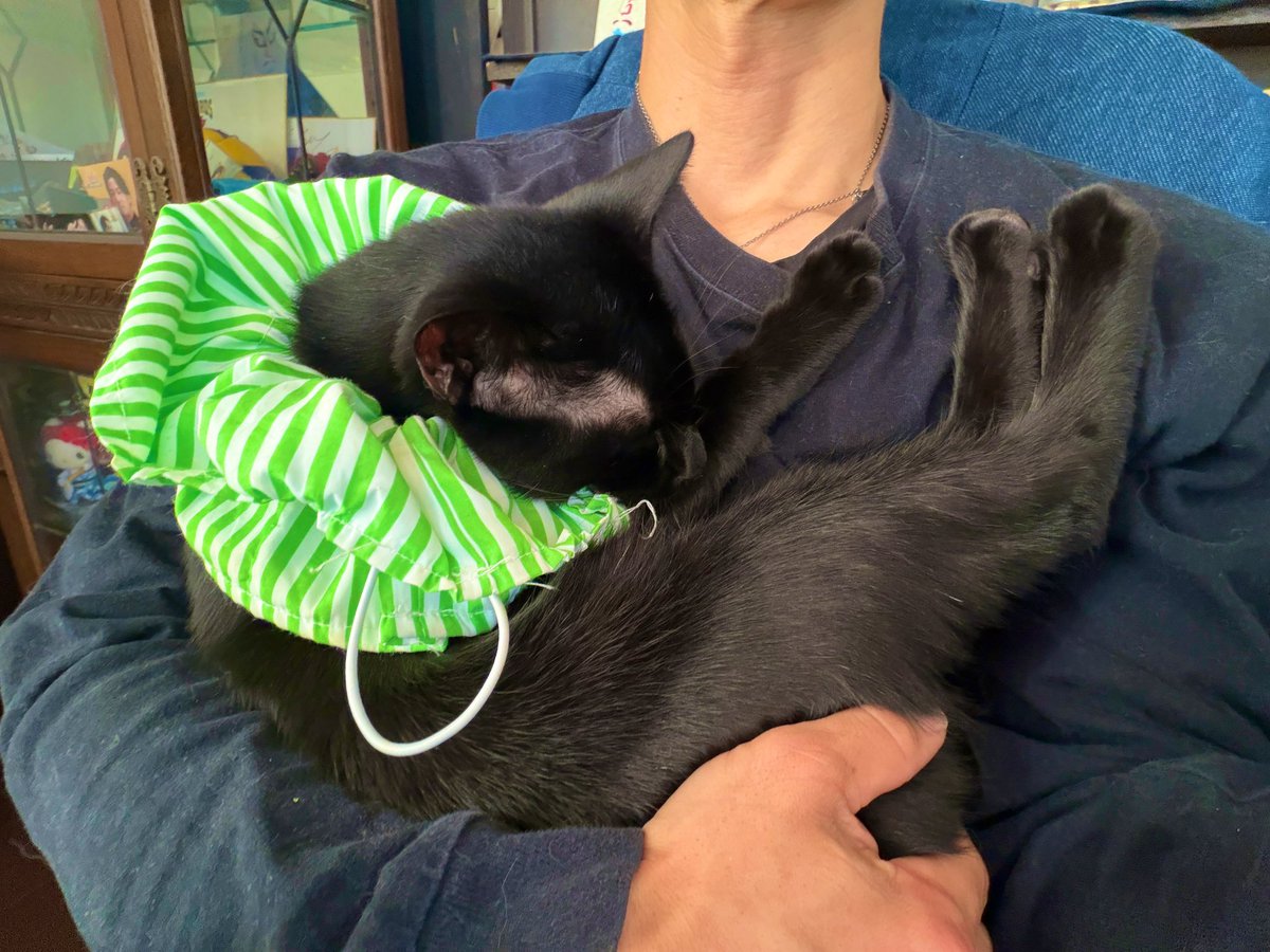 4352shimojo's tweet image. 自分からこんな抱っこされにくるなんて、、、
可愛すぎるだろー！

いっとき何もできません。
#今日のあんこ