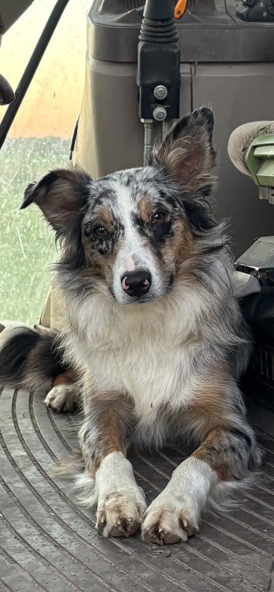 ifarmfresh1's tweet image. My favorite pic of my buddy. She spent a lot of time with me helping find the calf last night. We searched bushes and fields for 26 hours. I only found the calf because she started growling in the dark and pointing me in the direction of the calf.