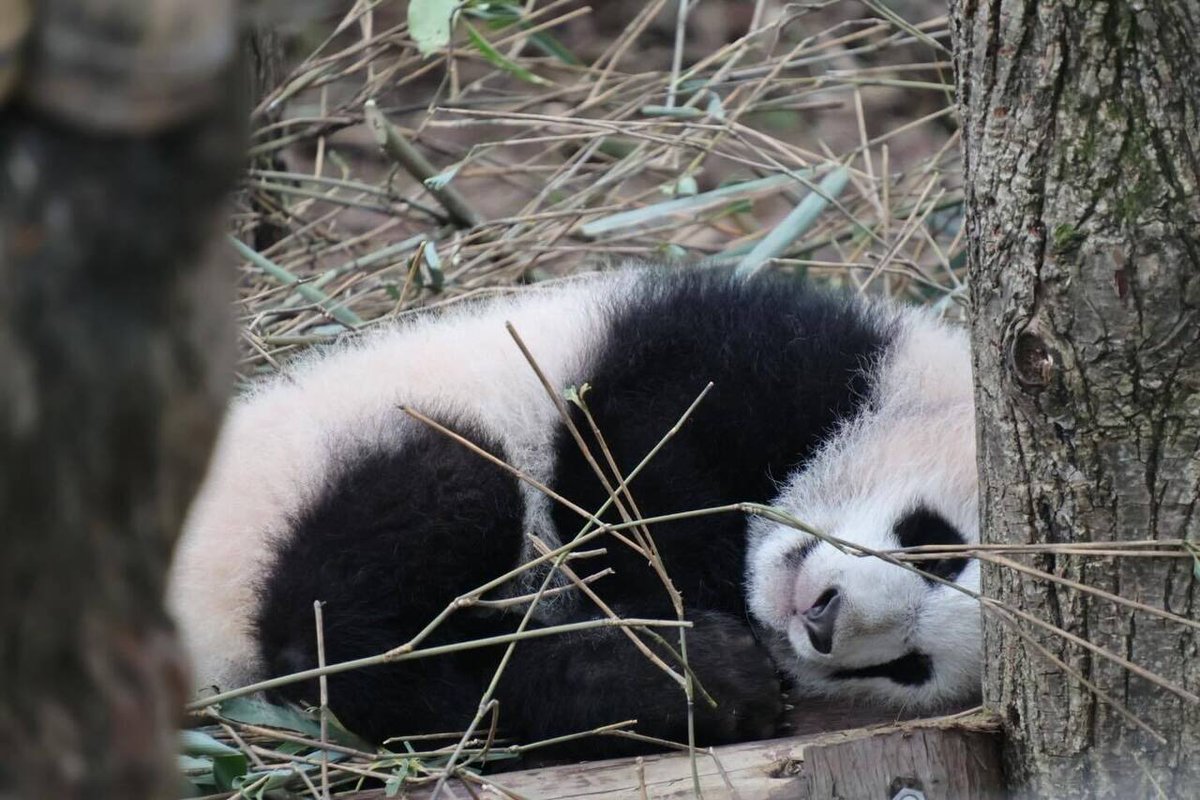 machigodo's tweet image. 愛ちゃんの子。双子のもう一方の片われ。

#愛浜 #パンダ  #panda #giantpanda #成都大熊猫繁育研究基地