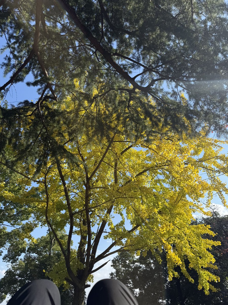 yokkon_o's tweet image. お昼寝系オリエンティア