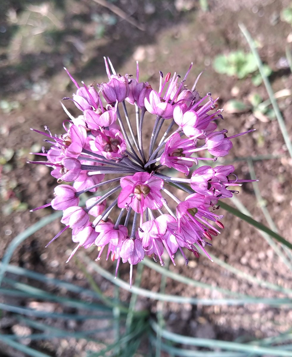 近くの家庭菜園にラッキョウの花が咲いていました。

薄い紫の小さな花が丸くなって開いていました。

作物の花は綺麗ですね。

#ラッキョウ