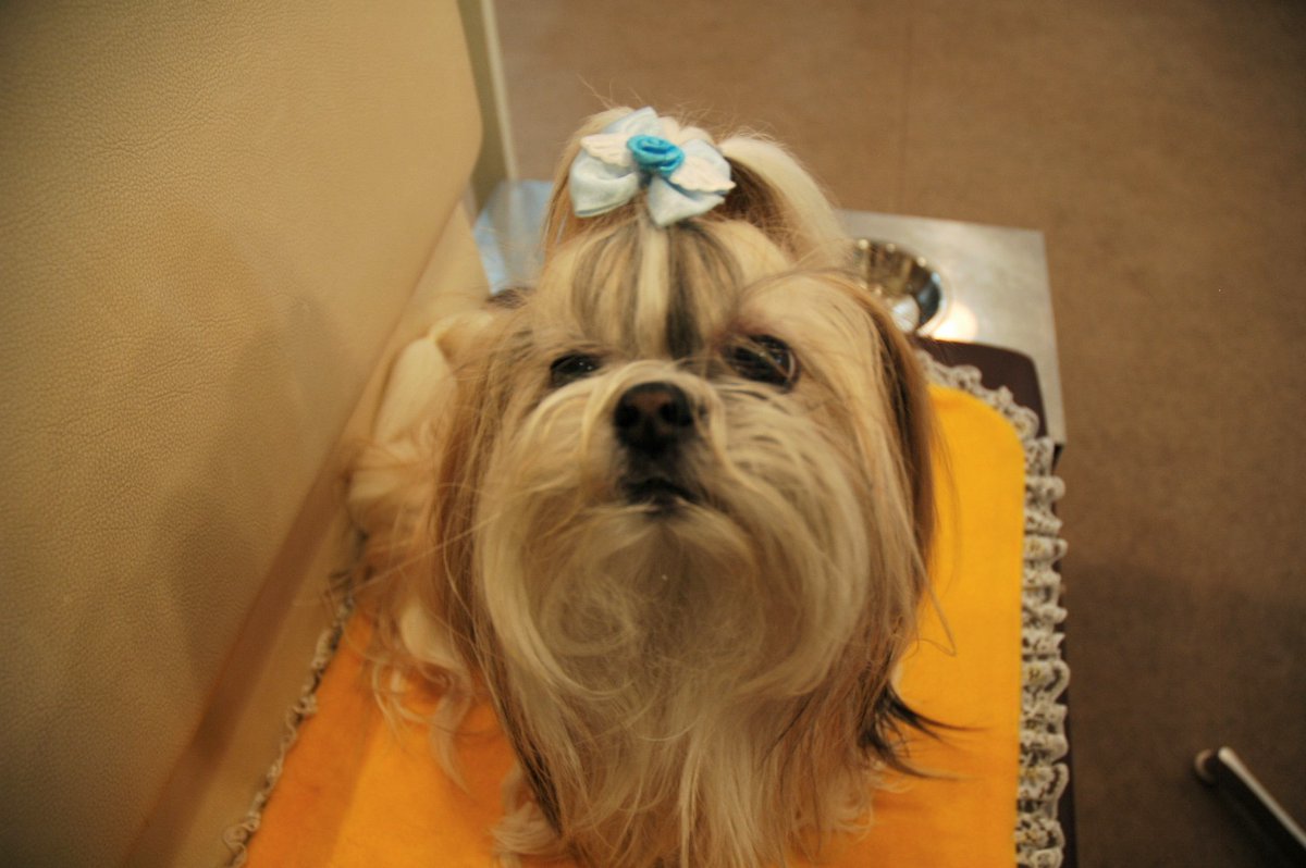 sr400_hannah's tweet photo. 2025年8月21日に
愛犬が虹の橋に旅立ちました。
19歳6カ月でした。

まだ寂しくて気分が落ち込み気味です…

#シーズー　#フルコート https://t.co/6cEYfnmINz