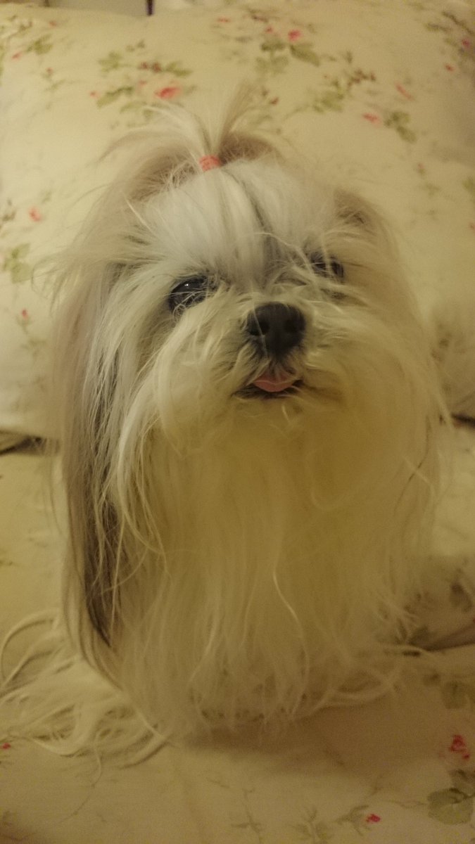 sr400_hannah's tweet photo. 2025年8月21日に
愛犬が虹の橋に旅立ちました。
19歳6カ月でした。

まだ寂しくて気分が落ち込み気味です…

#シーズー　#フルコート https://t.co/6cEYfnmINz